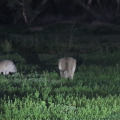 Macropus giganteus (Eastern Grey Kangaroo) at Yarralumla, ACT - 29 Feb 2020 by AndrewZelnik