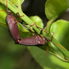 Musgraveia sulciventris (Bronze Orange Bug) at Higgins, ACT - 2 Mar 2020 by AlisonMilton