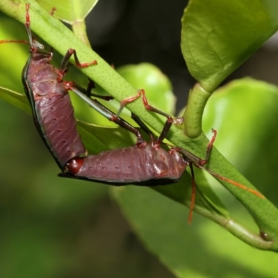 Musgraveia sulciventris (Bronze Orange Bug) at Higgins, ACT - 3 Mar 2020 by AlisonMilton