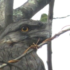 Podargus strigoides (Tawny Frogmouth) at Curtin, ACT - 18 Feb 2020 by tom.tomward@gmail.com