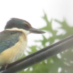 Todiramphus sanctus (Sacred Kingfisher) at Curtin, ACT - 10 Feb 2020 by tom.tomward@gmail.com