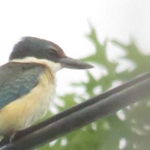 Todiramphus sanctus at Curtin, ACT - 10 Feb 2020