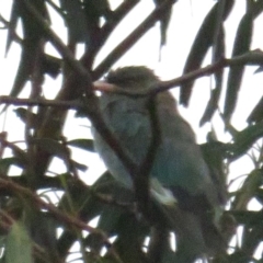 Eurystomus orientalis (Dollarbird) at Curtin, ACT - 15 Feb 2020 by tom.tomward@gmail.com