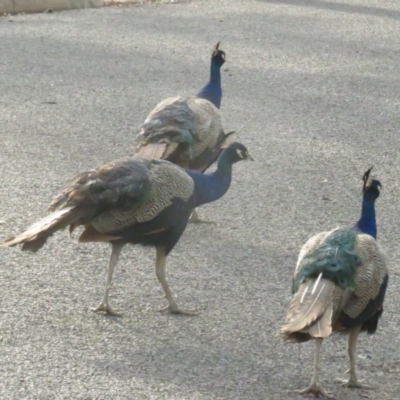 Pavo cristatus (Indian Peafowl) at Narrabundah, ACT - 1 Mar 2020 by tom.tomward@gmail.com