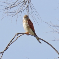 Falco cenchroides (Nankeen Kestrel) at Tharwa, ACT - 2 Mar 2020 by RodDeb