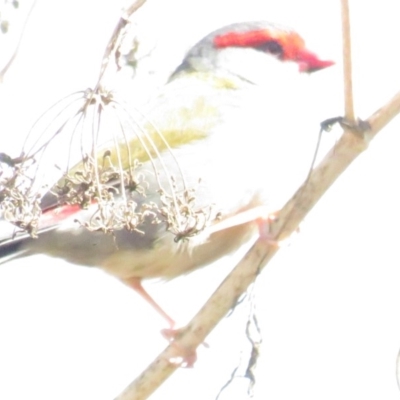 Neochmia temporalis (Red-browed Finch) at Fyshwick, ACT - 16 Feb 2020 by BenW