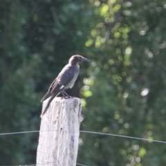 Strepera graculina (Pied Currawong) at Tharwa Bridge - 1 Mar 2020 by RodDeb