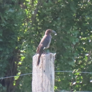 Strepera graculina at Tharwa, ACT - 2 Mar 2020