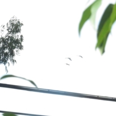 Zanda funerea (Yellow-tailed Black-Cockatoo) at Curtin, ACT - 17 Feb 2020 by tom.tomward@gmail.com