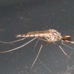 Culicidae (family) (A mosquito) at Ainslie, ACT - 24 Feb 2020 by jbromilow50