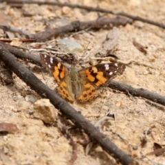 Vanessa kershawi (Australian Painted Lady) at Tennent, ACT - 2 Mar 2020 by RodDeb