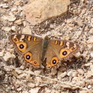 Junonia villida at Tennent, ACT - 2 Mar 2020