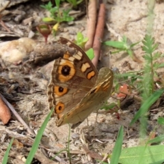 Junonia villida at Tennent, ACT - 2 Mar 2020