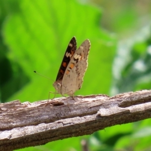 Junonia villida at Tennent, ACT - 2 Mar 2020 11:32 AM