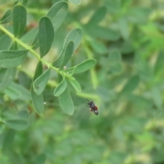 Chalcididae (family) (Unidentified chalcid wasp) at Tennent, ACT - 2 Mar 2020 by RodDeb