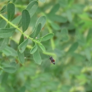 Chalcididae (family) at Tennent, ACT - 2 Mar 2020