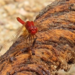 Diplacodes haematodes (Scarlet Percher) at Tennent, ACT - 2 Mar 2020 by RodDeb