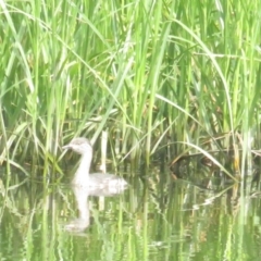 Tachybaptus novaehollandiae (Australasian Grebe) at Mawson Ponds - 28 Jan 2020 by BenW