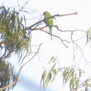 Polytelis swainsonii at Curtin, ACT - suppressed