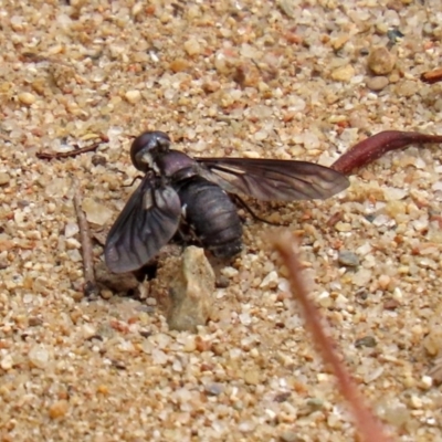 Pseudopenthes fenestrata (Window-winged bee fly) at Tennent, ACT - 2 Mar 2020 by RodDeb