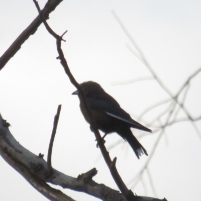 Artamus cyanopterus (Dusky Woodswallow) at Curtin, ACT - 15 Jan 2020 by tom.tomward@gmail.com