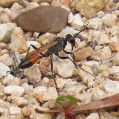 Podalonia tydei (Caterpillar-hunter wasp) at Tennent, ACT - 2 Mar 2020 by RodDeb