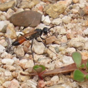 Podalonia tydei at Tennent, ACT - 2 Mar 2020 12:11 PM