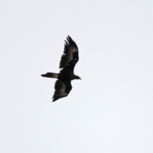 Aquila audax at Tennent, ACT - 2 Mar 2020 12:14 PM