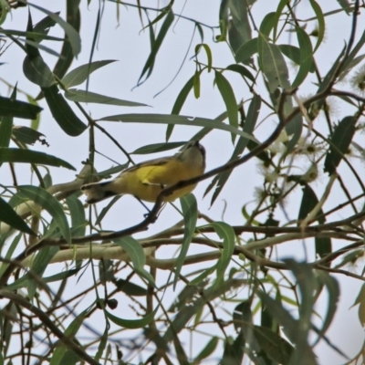 Gerygone olivacea (White-throated Gerygone) at Tennent, ACT - 1 Mar 2020 by RodDeb