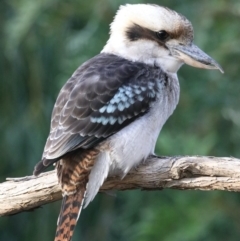 Dacelo novaeguineae (Laughing Kookaburra) at Ainslie, ACT - 23 Feb 2020 by jbromilow50