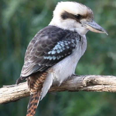 Dacelo novaeguineae (Laughing Kookaburra) at Ainslie, ACT - 23 Feb 2020 by jbromilow50