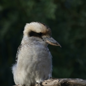 Dacelo novaeguineae at Ainslie, ACT - 23 Feb 2020