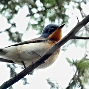 Myiagra rubecula at Deakin, ACT - 3 Mar 2020