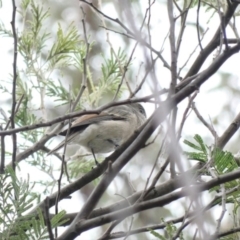 Pachycephala pectoralis at Deakin, ACT - 3 Mar 2020