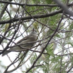 Pachycephala pectoralis at Deakin, ACT - 3 Mar 2020