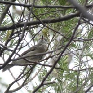 Pachycephala pectoralis at Deakin, ACT - 3 Mar 2020