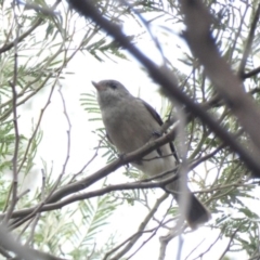 Pachycephala pectoralis at Deakin, ACT - 3 Mar 2020