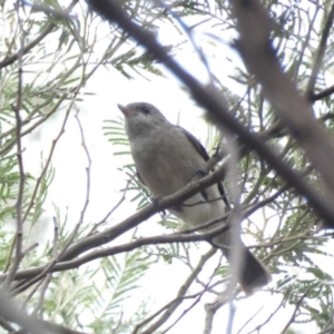 Pachycephala pectoralis at Deakin, ACT - 3 Mar 2020