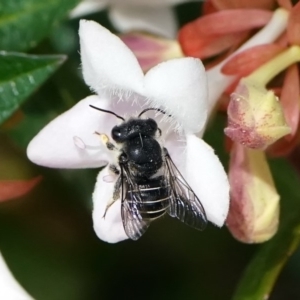 Pseudoanthidium (Immanthidium) repetitum at Page, ACT - 2 Mar 2020 01:21 PM