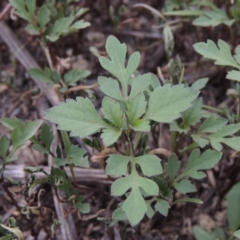 Bidens pilosa (Cobbler's Pegs, Farmer's Friend) at Banks, ACT - 3 Mar 2020 by michaelb