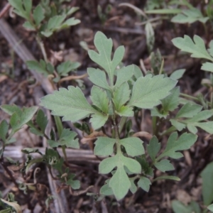 Bidens pilosa at Banks, ACT - 3 Mar 2020