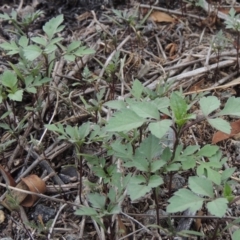 Bidens pilosa at Banks, ACT - 3 Mar 2020