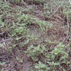 Bidens pilosa at Banks, ACT - 3 Mar 2020