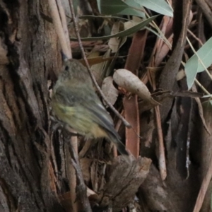 Acanthiza lineata at Tennent, ACT - 2 Mar 2020