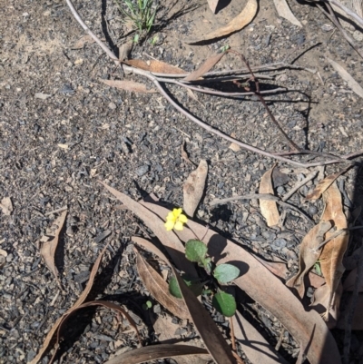 Goodenia hederacea subsp. hederacea (Ivy Goodenia, Forest Goodenia) at Upper Nepean State Conservation Area - 28 Feb 2020 by Margot