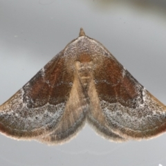 Mataeomera coccophaga (Brown Scale-moth) at Ainslie, ACT - 22 Feb 2020 by jbromilow50