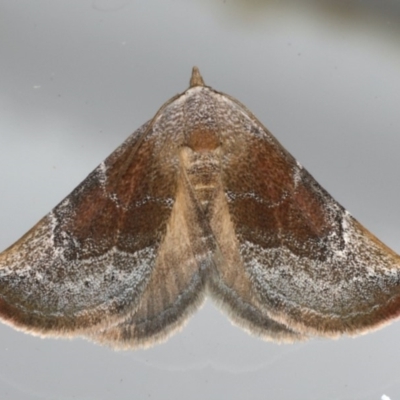 Mataeomera coccophaga (Brown Scale-moth) at Ainslie, ACT - 23 Feb 2020 by jb2602