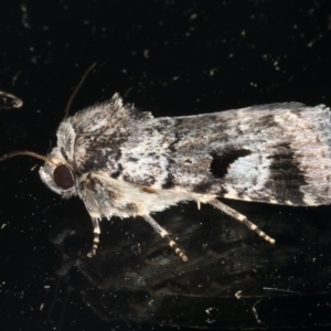 Thoracolopha verecunda at Ainslie, ACT - 23 Feb 2020