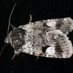 Thoracolopha verecunda at Ainslie, ACT - 23 Feb 2020