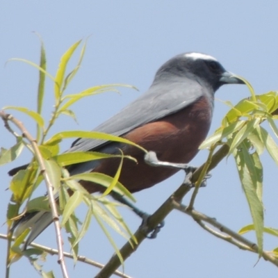 Artamus superciliosus (White-browed Woodswallow) at Chakola, NSW - 26 Dec 2019 by michaelb